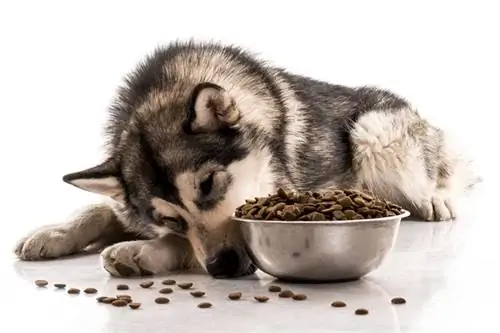 husky siberiano che mangia cibo per cani secco