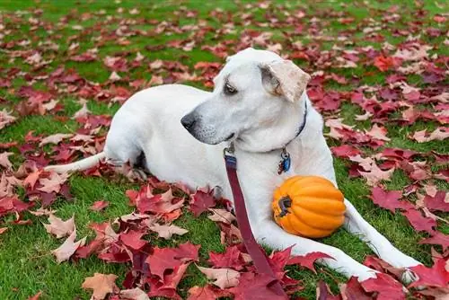 White lab mix cane sdraiato all'esterno con una zucca arancione su prato verde coperto di foglie rosse autunnali