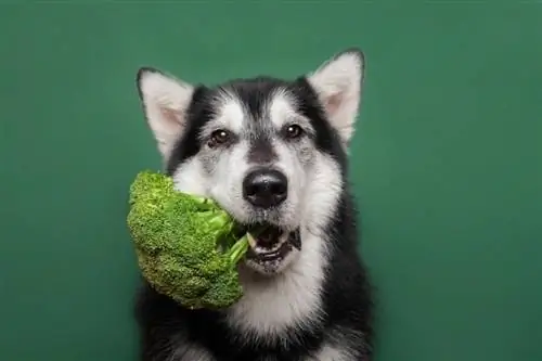 un cane jack russell terrier che mangia broccoli