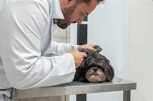 veterinario che esamina il sentito parlare di un cane shih tzu