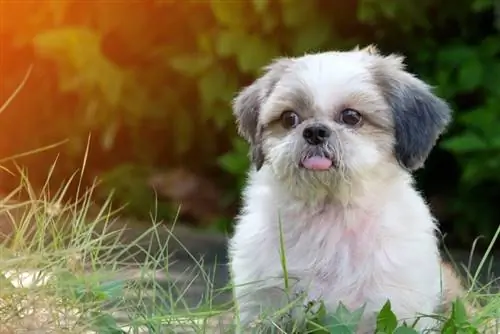 shih tzu z wysuniętym językiem