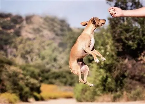 Il s alto del cane