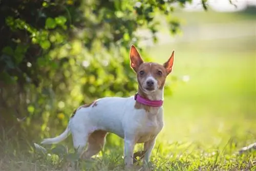 Fox Terrier-ը կանգնած է խոտածածկ դաշտում_kellymmiller73_shutterstock