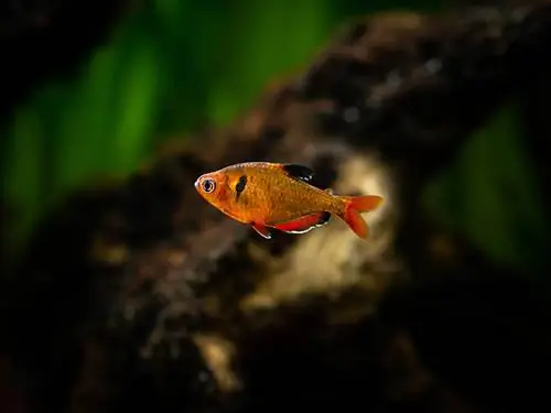 tankda tetra serpae