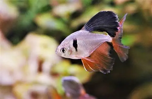 crvena minor serpae tetra