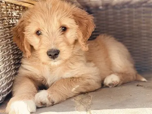 goldendoodle köpek yavrusu