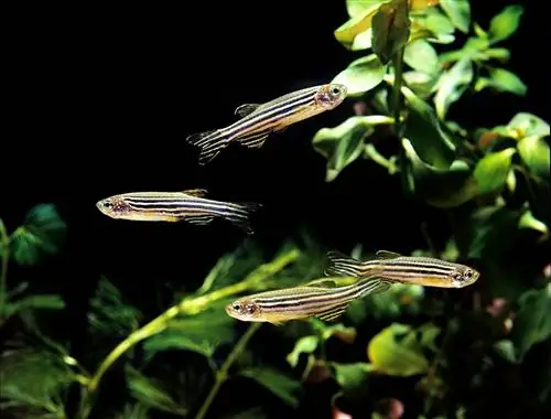 zebra danios