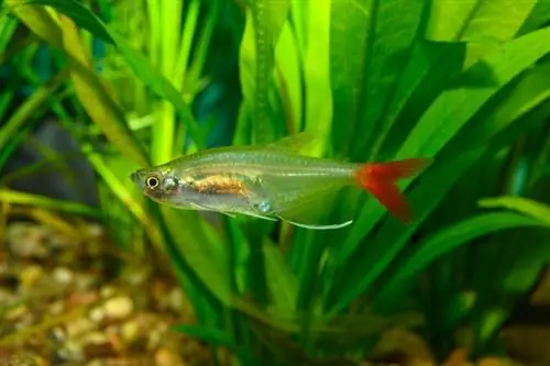 akvariumda qanlı tetra