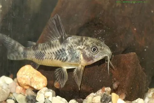 Corydoras paleatus 2007