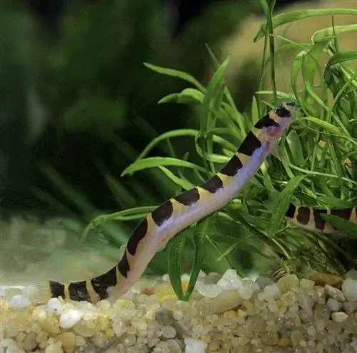 Kuhli Loach