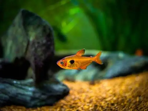 9 Great Tank Mates per Serpae Tetras (Guida alla compatibilità 2023)