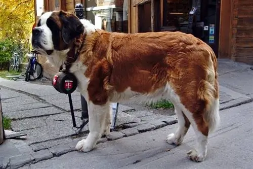 St bernard hond op straat