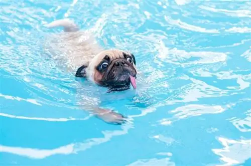 Bolehkah Pugs Berenang? Cara Membantu Mereka Menikmati Air