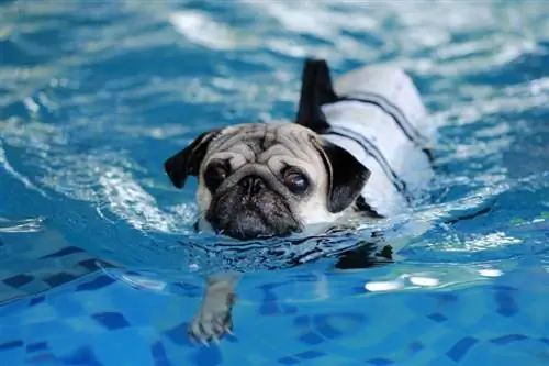 anjing pug berenang di kolam renang