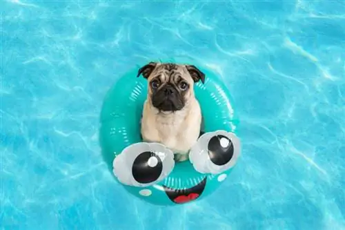 cute little pug puppy yaliyo katika bwawa katika furaha pete inflatable