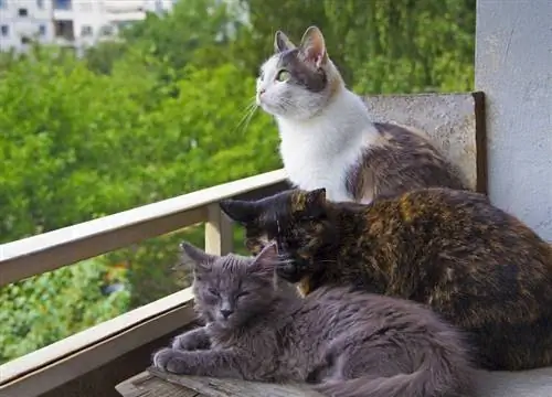 Akankah Kucing Saya Melompat dari Balkon? Sindrom Bertingkat Tinggi Dijelaskan