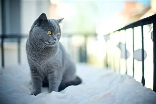 gato sentado em um espaço confortável na varanda