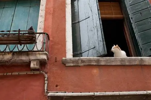 Katze beobachtet einen Taubenvogel vom Fenster aus