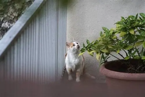 malungkot na pusa na nakulong sa isang balkonahe