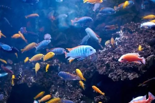 cichlids nyob rau hauv aquarium