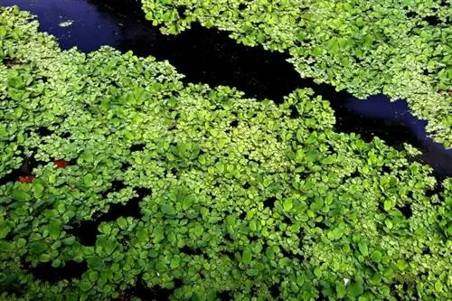 lentilles d'eau dans l'étang