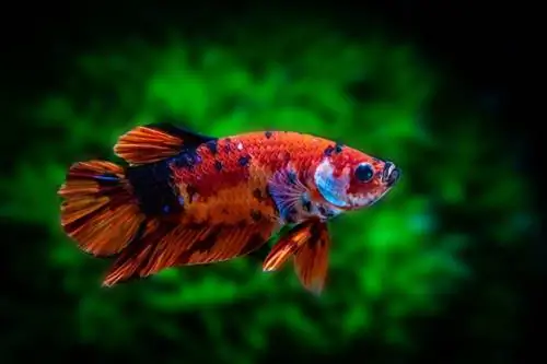 macho galaxia koi betta nemo