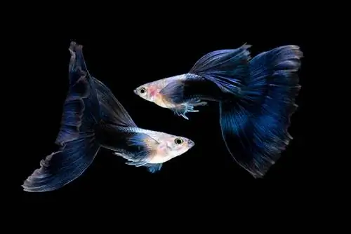 Guppy Biru Separuh Hitam