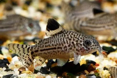 Üç zolaqlı Cory (Corydoras trilineatus)