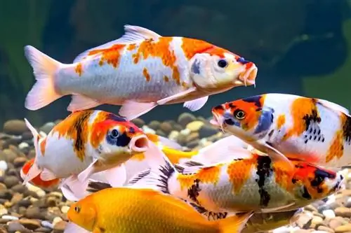 peces koi en acuario