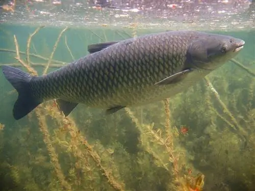 Carpa herbívora bajo el agua