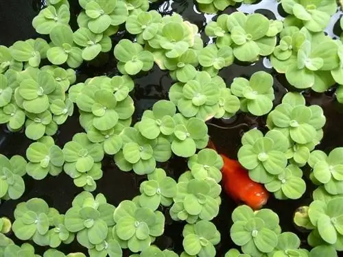 Duckweed yeyən 10 balıq növü (Şəkillərlə)