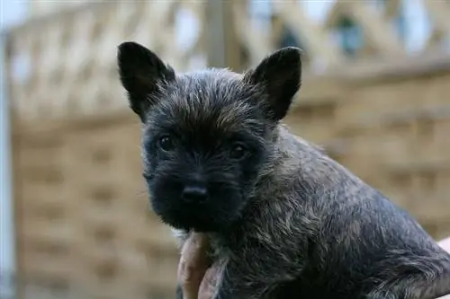 cairn terrier valp