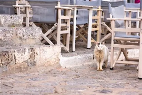 interior de la cafetería de gatos