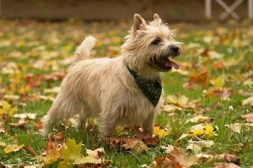 Terrier de mojón