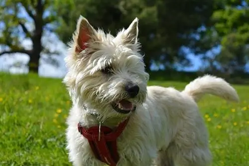 7Terrier de Cairn