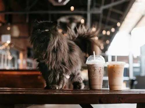 Persian cat sa isang cafe