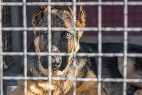 Cão pastor alemão senta-se em uma gaiola