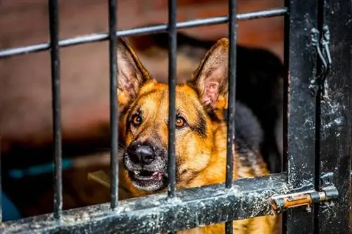 cão pastor alemão militar em uma gaiola