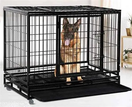 German shepherd nyob rau hauv ib lub crate