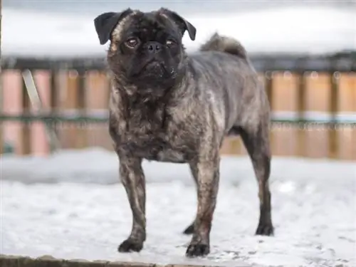 Brindle Pug: Resimler, Gerçekler, Köken & Tarih