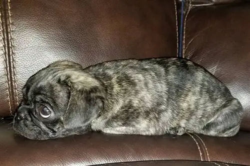 Divanda o'tirgan brindle pug kuchukcha