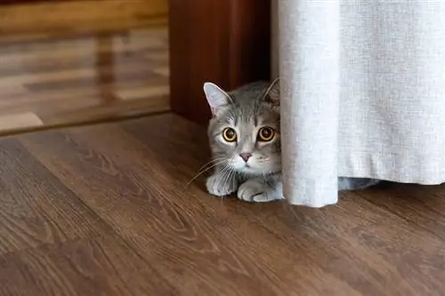 kucing tergeletak di lantai bersembunyi di balik tirai