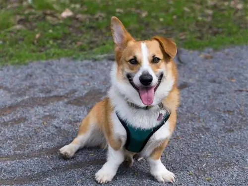 corgi in harnas