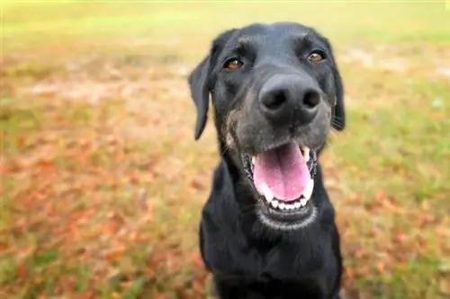 galgo labrador