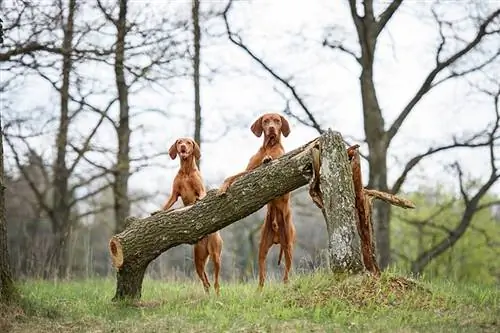 männliche und weibliche Vizslas stehen nebeneinander