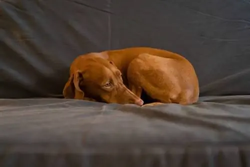 üzgün tel saçlı vizsla köpek