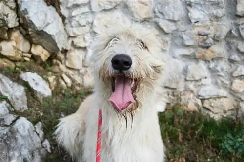 chien lévrier irlandais