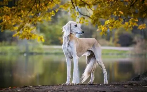 lévrier saluki