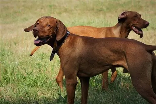 Quant fa Vizslas Bark? Fets & FAQ