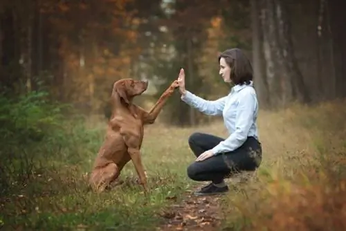 entrenament de gossos vizsla